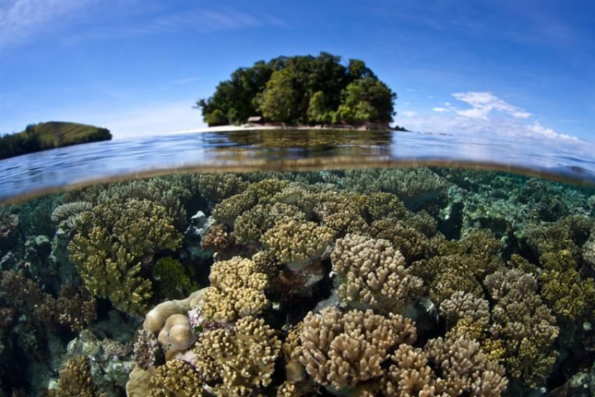 LIVEABOARD DIVING IN Solomon Islands