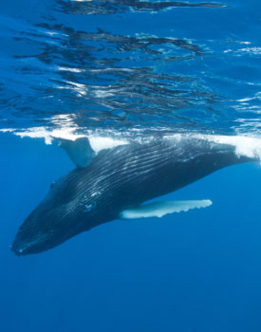 Dominican Republic (Silver Bank)